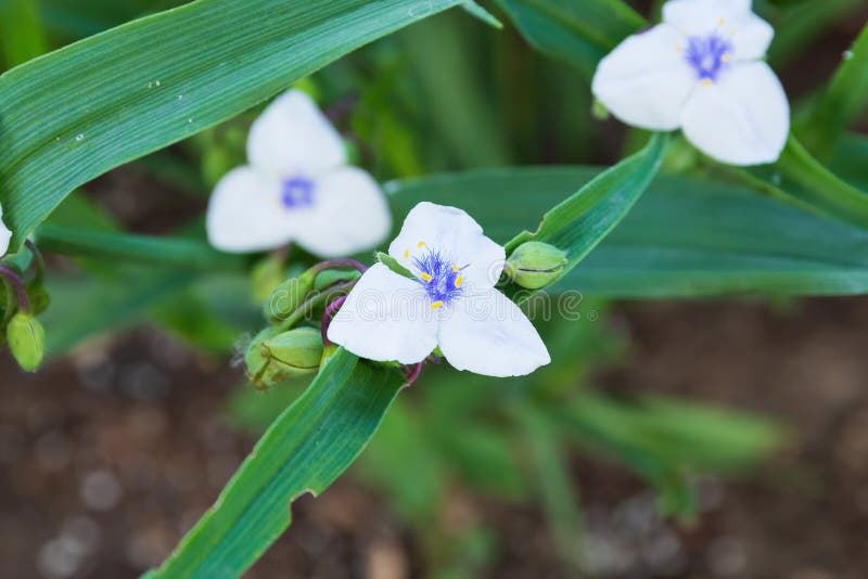 Cerca De Una Viuda Blanca Lágrimas Florecen En El Jardín Foto de archivo -  Imagen de maleza, perenne: 219765026