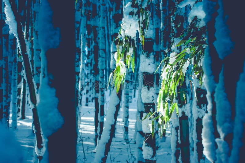 El cierre encima del bambú japonés se va dentro del bosque en la época crepuscular del invierno hermoso estacional en Arashiyama, foto de archivo libre de regalías El cierre encima del bambú japonés se va dentro del bosque en la época crepuscular del invierno hermoso estacional en Arashiyama, foto de archivo libre de regalías
