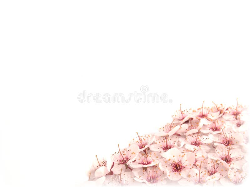 High resolution digital photo of hundreds beautiful small flowers collected from a North America flowering plum tree. High resolution digital photo of hundreds beautiful small flowers collected from a North America flowering plum tree