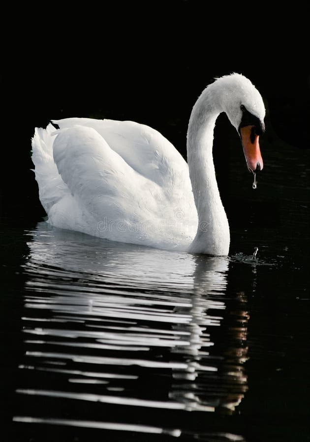 El cisne foto de archivo