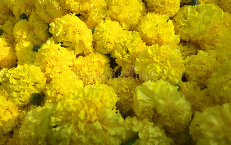 El Clavel Amarillo Apretadohizo El Ramo Foto de archivo Imagen de