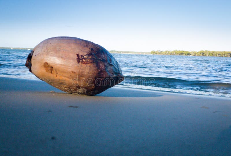 352 Nuez Gigante Fotos Libres de Derechos y Gratuitas de Dreamstime