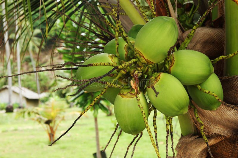 El coco verde da fruto en una palmera cerca a la playa imágenes de archivo libres de regalías El coco verde da fruto en una palmera cerca a la playa imágenes de archivo libres de regalías