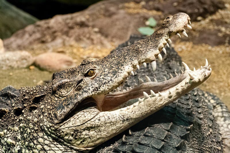 The Cuban crocodile Crocodylus rhombifer is a small species of crocodile found only in Cuba. The Cuban crocodile Crocodylus rhombifer is a small species of crocodile found only in Cuba.