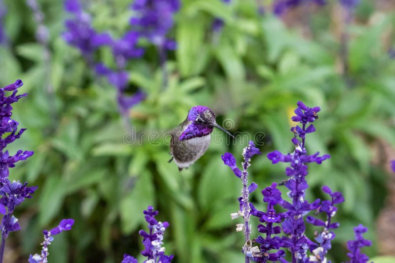 El colibrí de Costa; cabeza púrpura, alimentando en las flores púrpuras fotografía de archivo El colibrí de Costa; cabeza púrpura, alimentando en las flores púrpuras fotografía de archivo
