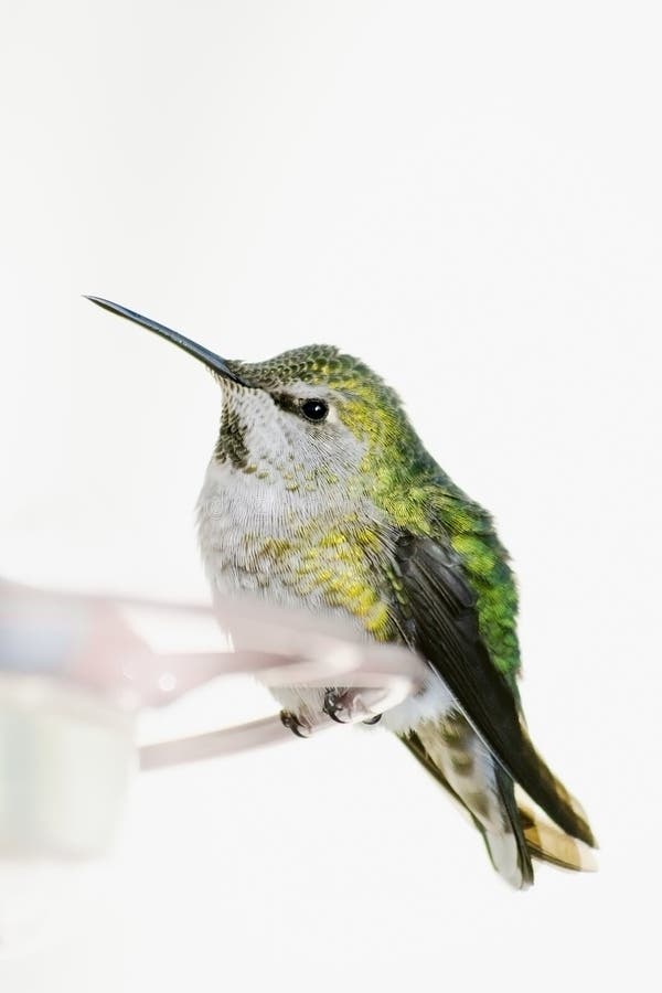 This is an image of a mature female Anna's Hummingbird perched on a feeder. Although tiny, these birds travel at high speeds and are quite territorial and aggressive, particularly with respect to food sources. This shot was taken after an unusual snowstorm in Victoria, British Columbia, Canada where these birds overwinter due to the normally mild climate. This is an image of a mature female Anna's Hummingbird perched on a feeder. Although tiny, these birds travel at high speeds and are quite territorial and aggressive, particularly with respect to food sources. This shot was taken after an unusual snowstorm in Victoria, British Columbia, Canada where these birds overwinter due to the normally mild climate.