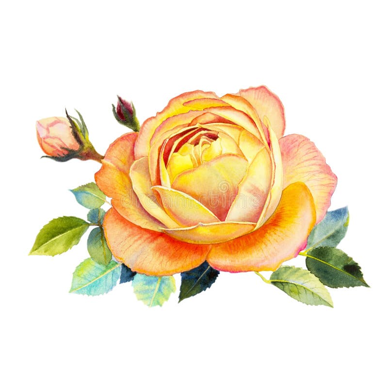 El color anaranjado del ejemplo de la flor de la acuarela del arte de la pintura de subió ilustración del vector El color anaranjado del ejemplo de la flor de la acuarela del arte de la pintura de subió ilustración del vector