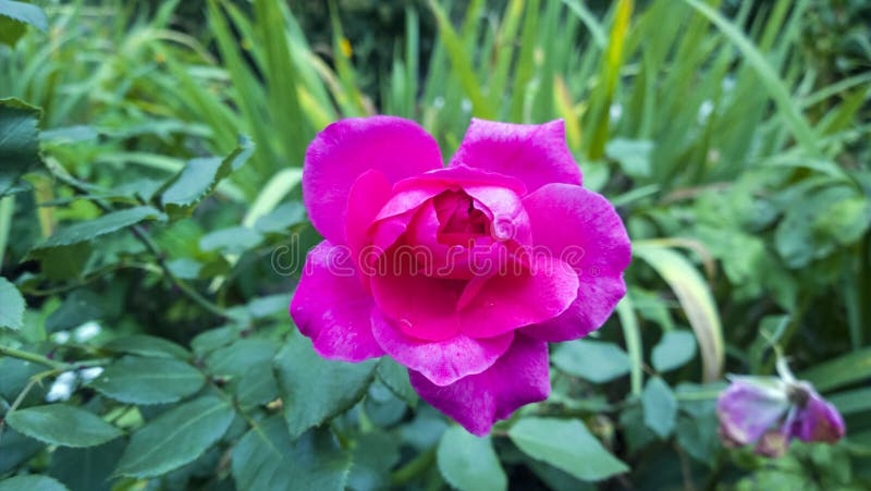 El color de rosa se levantó Flor hermosa en jardín Fondo floral imágenes de archivo libres de regalías El color de rosa se levantó Flor hermosa en jardín Fondo floral imágenes de archivo libres de regalías