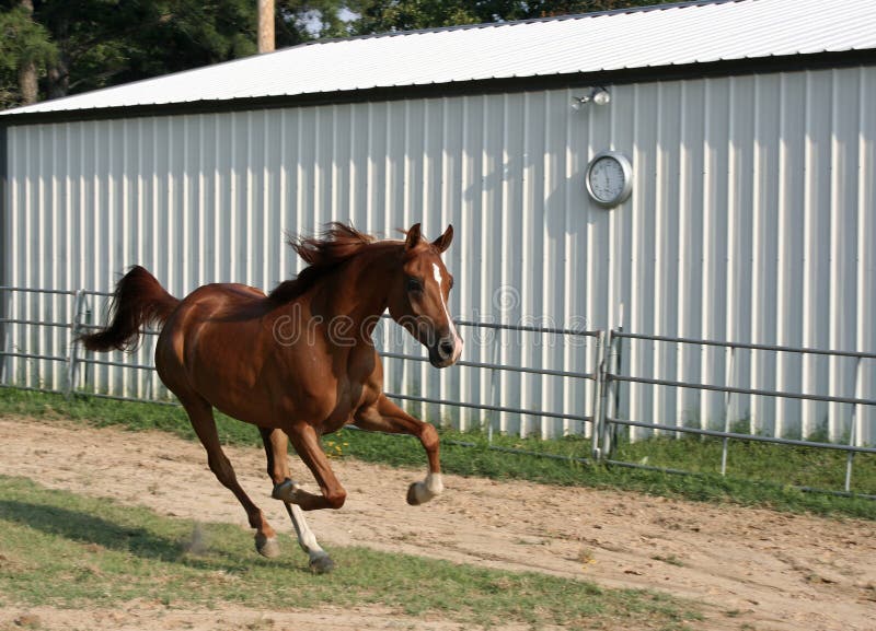 Pure bred arabian gelding running in arena. Pure bred arabian gelding running in arena