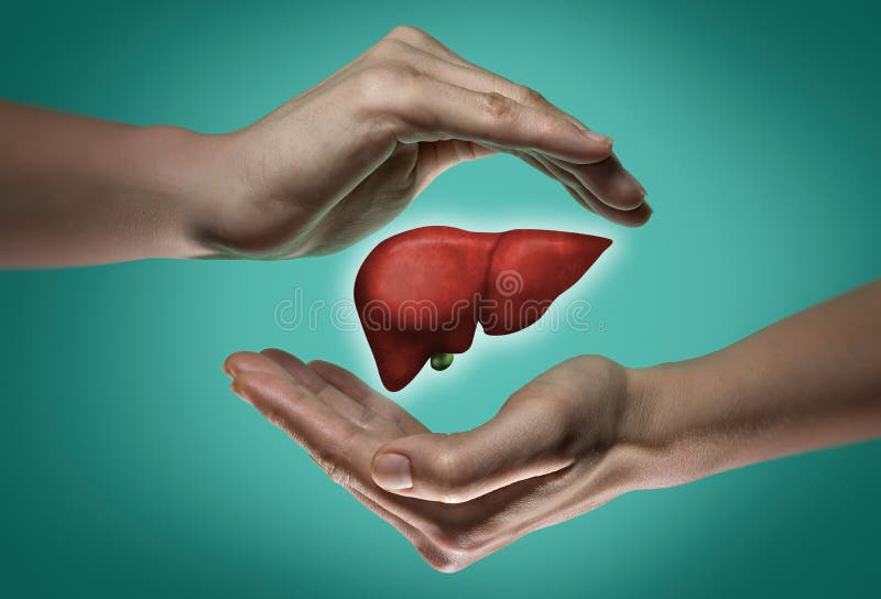 El concepto de un hígado sano El concepto de un hígado sano