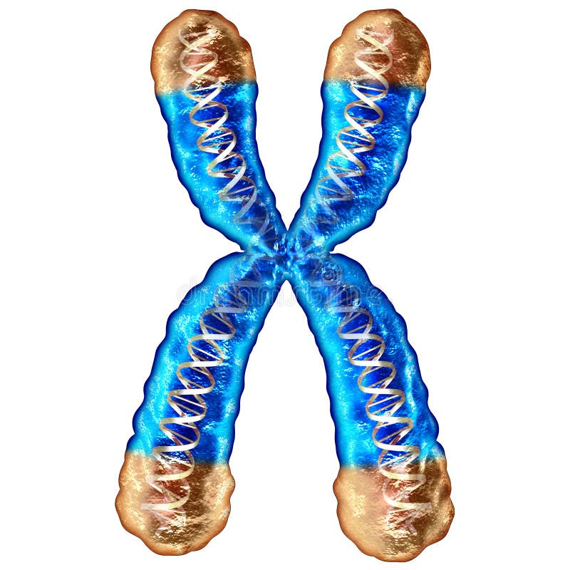 Cromosoma Del Telomere Y Dna Ilustración Del Vector Ilustración De