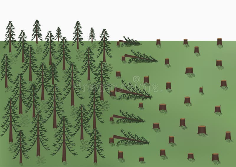 El corte de un paisaje del bosque del pino, los árboles grandes y muchos tocones, vector horizontal