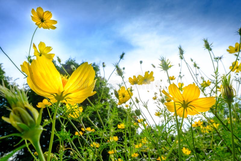 El cosmos amarillo florece en campo del flawer y cielo azul por la mañana fotografía de archivo El cosmos amarillo florece en campo del flawer y cielo azul por la mañana fotografía de archivo