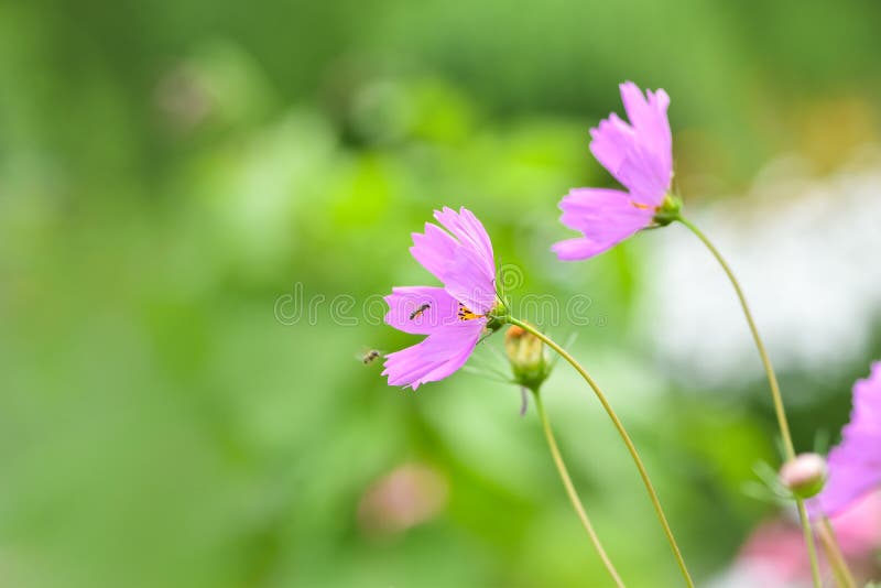 El cosmos rosado floreciente de la flor en el campo cultiva un huerto imagen de archivo libre de regalías El cosmos rosado floreciente de la flor en el campo cultiva un huerto imagen de archivo libre de regalías