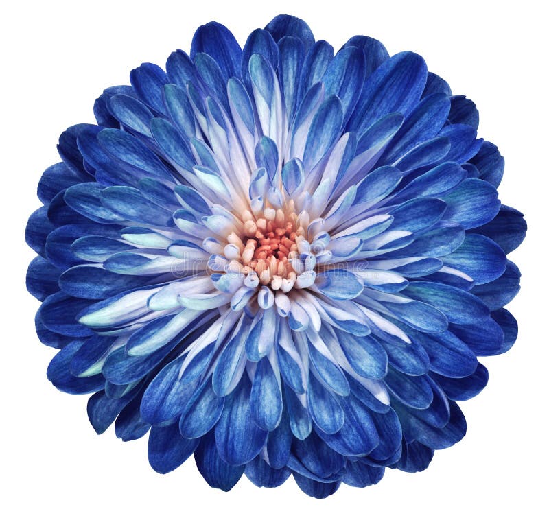 el crisantemo Azul-blanco de la flor, flor del jardín, blanco aisló el fondo con la trayectoria de recortes primer Ningunas sombr