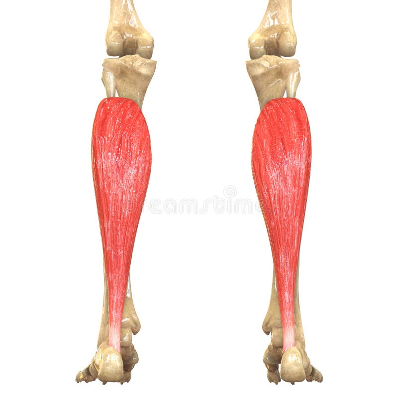 El Cuerpo Humano Muscles La Anatomía (Soleus) Stock de ilustración