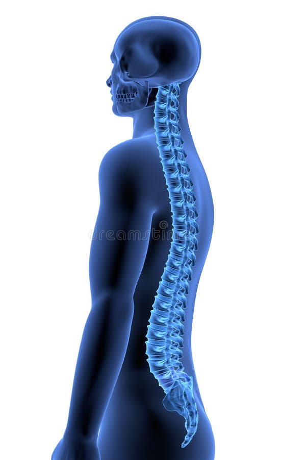 El cuerpo humano - vista lateral II de la espina dorsal libre illustration El cuerpo humano - vista lateral II de la espina dorsal libre illustration