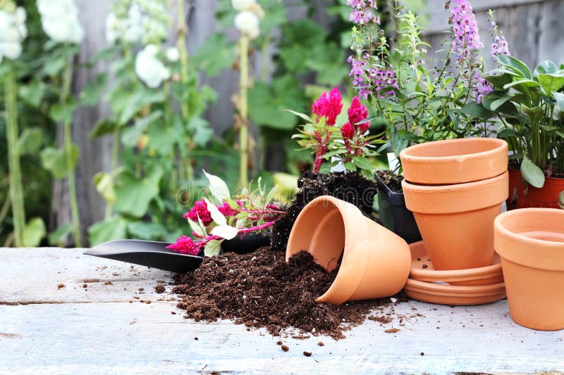Rustic table with flower pots, potting soil, trowel and plants in front of an old weathered gardening shed. Rustic table with flower pots, potting soil, trowel and plants in front of an old weathered gardening shed.