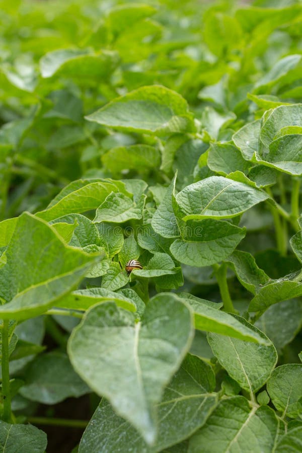 El decemlineata del Leptinotarsa del escarabajo de patata de Colorado come las hojas de la patata en un jardín foto de archivo El decemlineata del Leptinotarsa del escarabajo de patata de Colorado come las hojas de la patata en un jardín foto de archivo