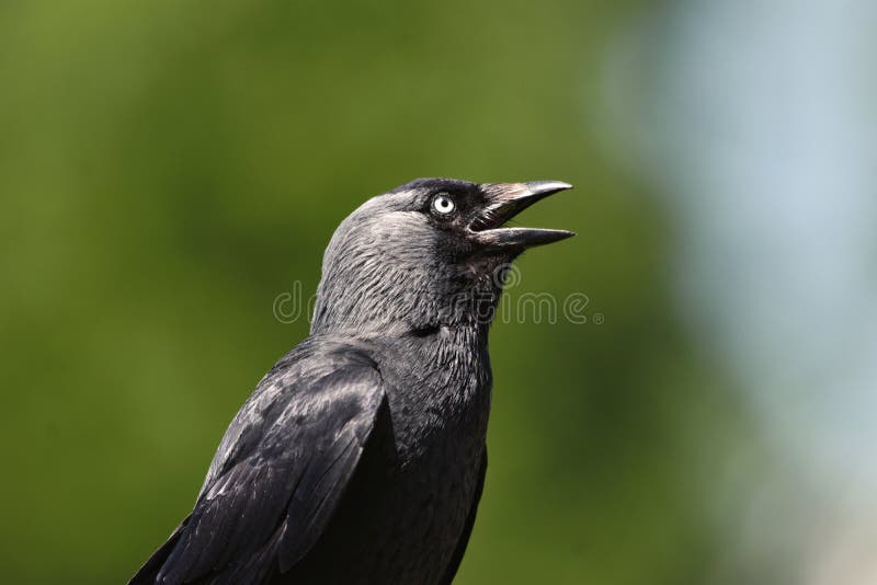 El decir en voz alta del pájaro del cuervo del grajo Plumas brillantes negras, pico abierto imagen de archivo El decir en voz alta del pájaro del cuervo del grajo Plumas brillantes negras, pico abierto imagen de archivo