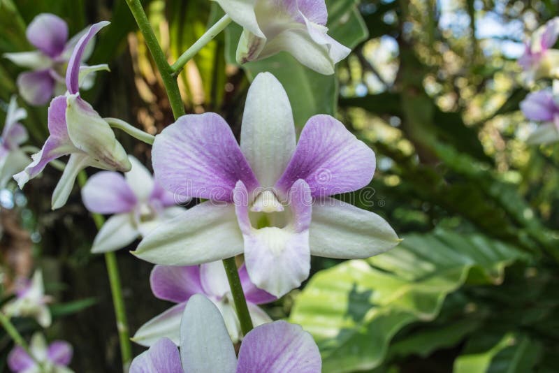 El Dendrobium es un género enorme de orquídeas Hay en el sur, el este y Asia sudoriental imagen de archivo libre de regalías
