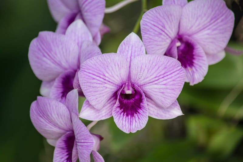 El Dendrobium es un género enorme de orquídeas Hay en el sur, el este y Asia sudoriental Nombrado a partir de la vida mala griega toda del árbol y del bíos del medio del dendron significado uno quién vive en árboles o epiphyte