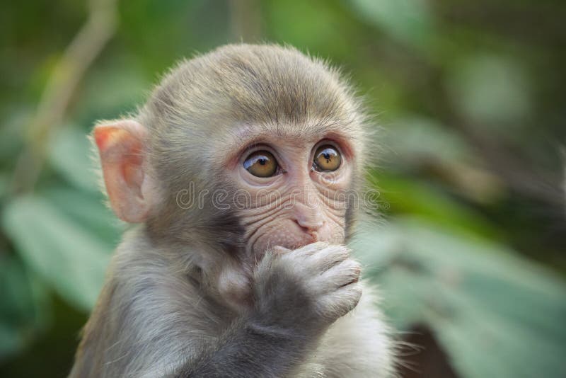 A close up rhesus macaque wishing for something. A close up rhesus macaque wishing for something.