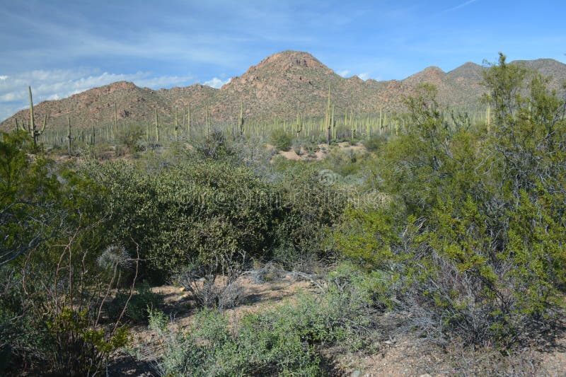 El desierto de Sonoran pasa por alto - el parque nacional de Saguaro fotografía de archivo El desierto de Sonoran pasa por alto - el parque nacional de Saguaro fotografía de archivo
