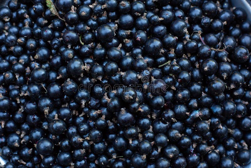 El detalle de la mano natural escogió la opinión superior de la grosella negra con la luz suave fotografía de archivo libre de regalías El detalle de la mano natural escogió la opinión superior de la grosella negra con la luz suave fotografía de archivo libre de regalías