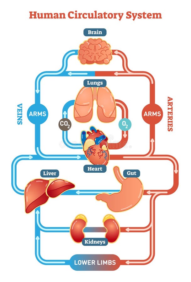 El diagrama humano del ejemplo del vector del sistema circulatorio, vasos sanguíneos proyecta