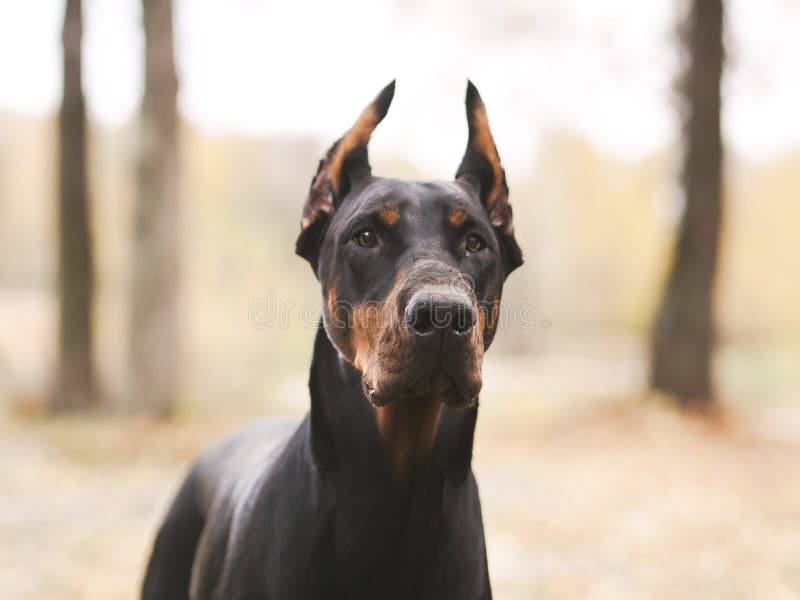 El doberman y los malinois hermosos jovenes persiguen caminar en parque en día de fiesta soleado del verano imágenes de archivo libres de regalías El doberman y los malinois hermosos jovenes persiguen caminar en parque en día de fiesta soleado del verano imágenes de archivo libres de regalías