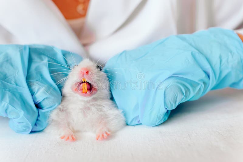 El doctor veterinario está haciendo un control para arriba de un pequeño hámster Concepto veterinario fotos de archivo libres de regalías El doctor veterinario está haciendo un control para arriba de un pequeño hámster Concepto veterinario fotos de archivo libres de regalías