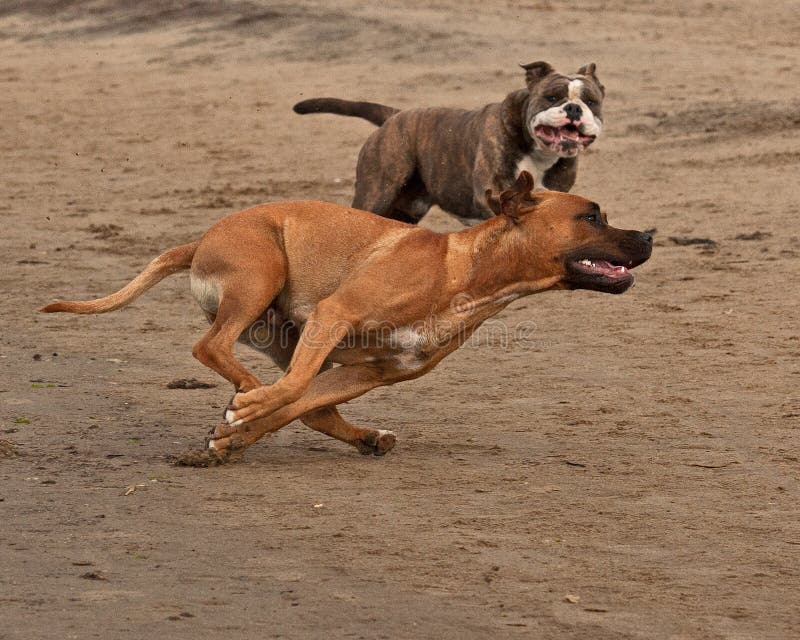 American staffordshire terrier female face Olde English Bulldog female for play fighting for a while on the beach. American staffordshire terrier female face Olde English Bulldog female for play fighting for a while on the beach