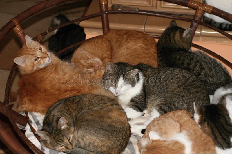 El dormir de los gatos fotos de archivo libres de regalías El dormir de los gatos fotos de archivo libres de regalías