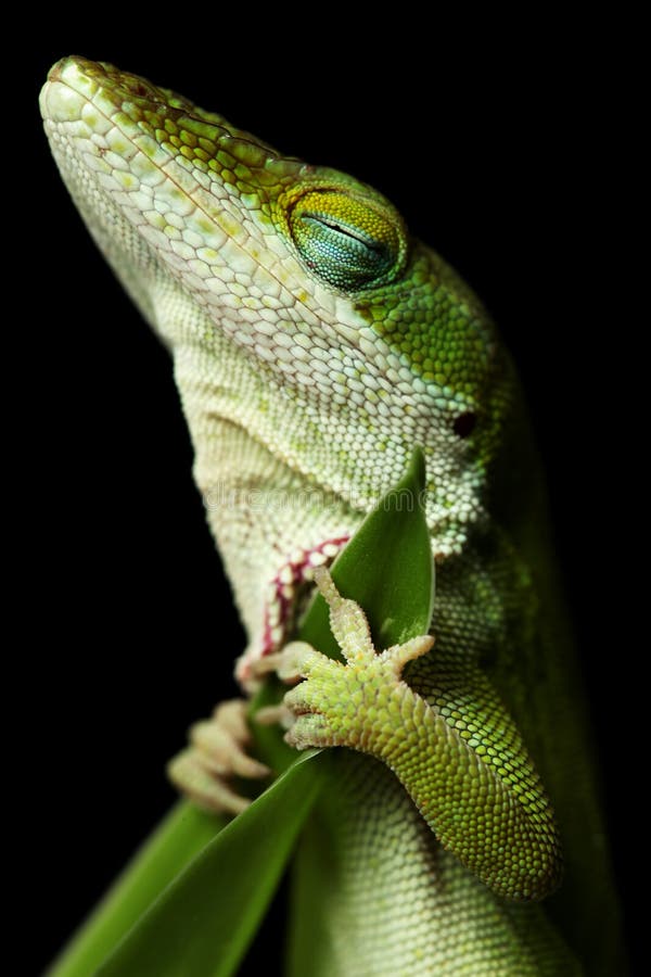 El dormir del lagarto El dormir del lagarto