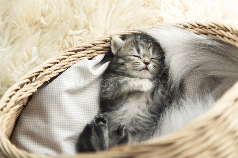 El dormir lindo del gatito del tabby imagenes de archivo El dormir lindo del gatito del tabby imagenes de archivo