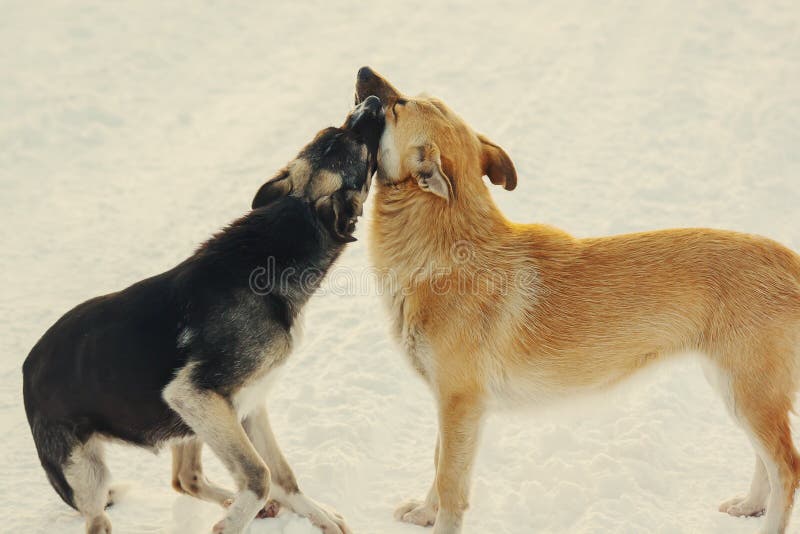 El dos jugar y besos de los perros en nieve en el invierno foto de archivo El dos jugar y besos de los perros en nieve en el invierno foto de archivo