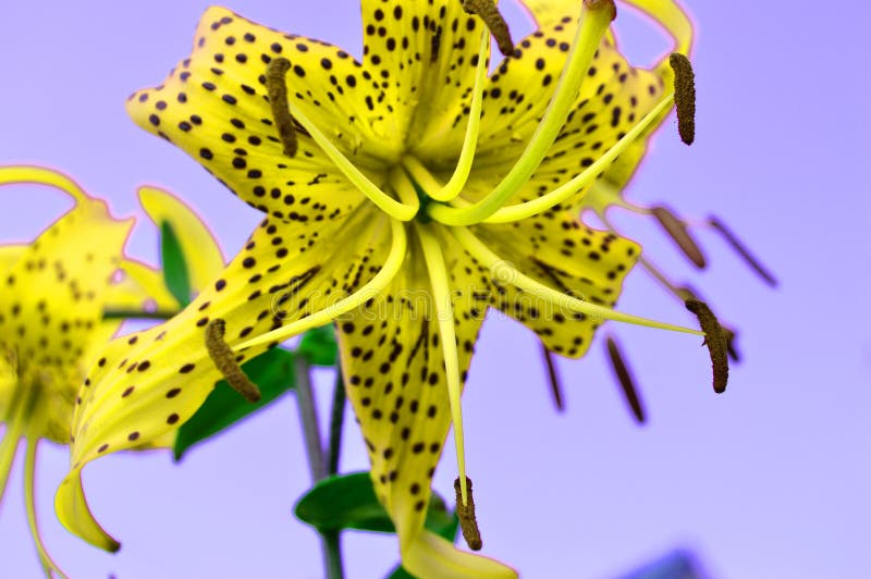 El efecto extraño de flores amarillas hermosas sobre un fondo de la lila, cruz-procesado, lirio tigrado de la flor Foto divertida fotografía de archivo El efecto extraño de flores amarillas hermosas sobre un fondo de la lila, cruz-procesado, lirio tigrado de la flor Foto divertida fotografía de archivo