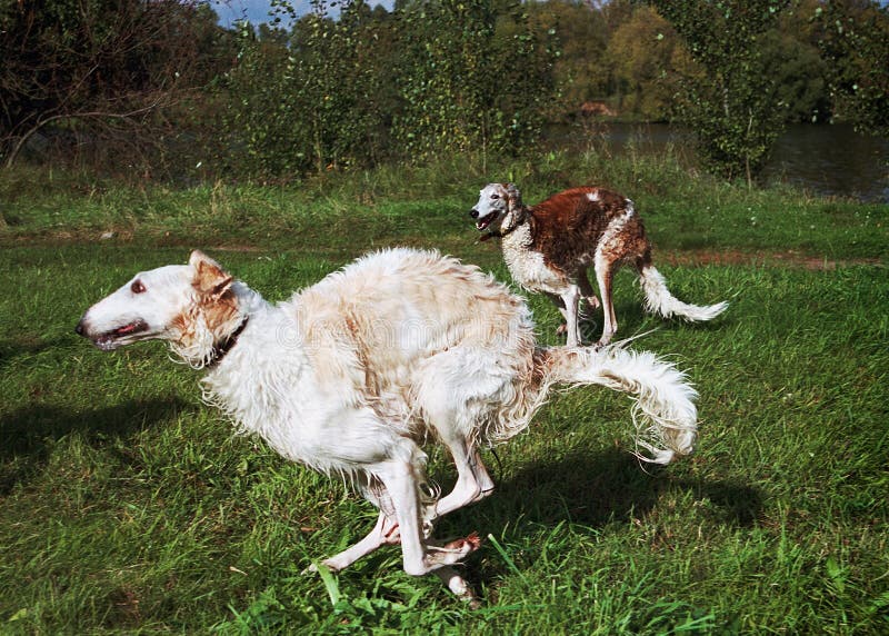 El ejecutarse ruso de los wolfhounds fotografía de archivo libre de regalías El ejecutarse ruso de los wolfhounds fotografía de archivo libre de regalías