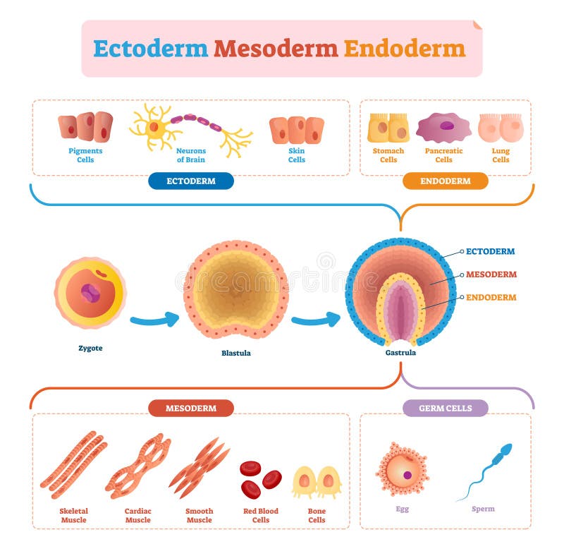 El ejemplo del endodermo, mesodermo y ectodermo del vector etiquetó infographic ilustración del vector El ejemplo del endodermo, mesodermo y ectodermo del vector etiquetó infographic ilustración del vector