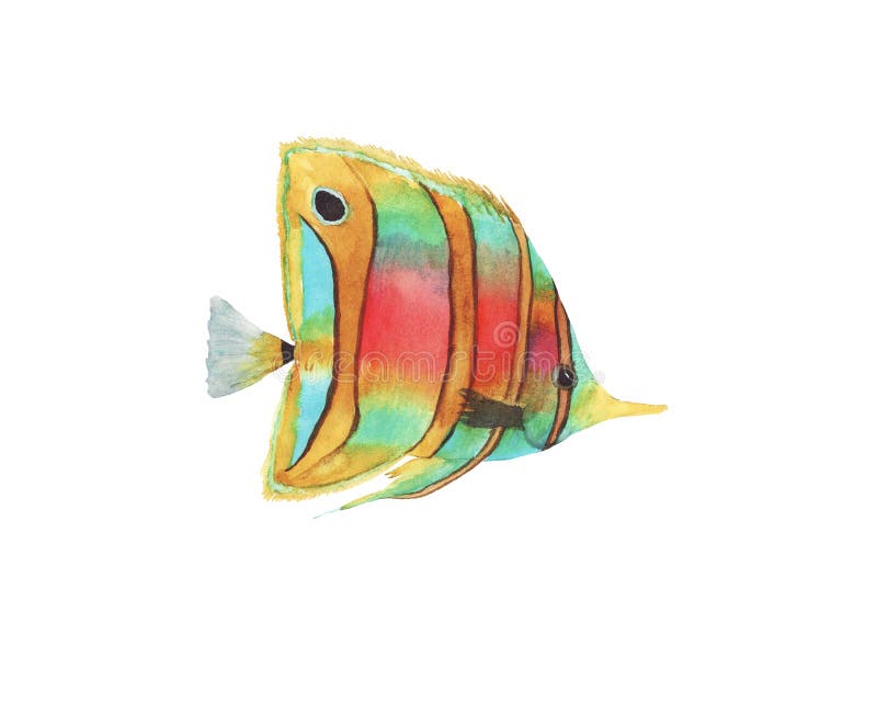 El ejemplo exhausto de la acuarela de la mano de pescados tropicales brillantes coloridos aisló libre illustration El ejemplo exhausto de la acuarela de la mano de pescados tropicales brillantes coloridos aisló libre illustration
