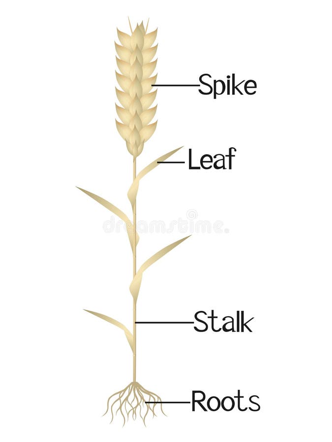 Grano De Trigo Y Sus Partes