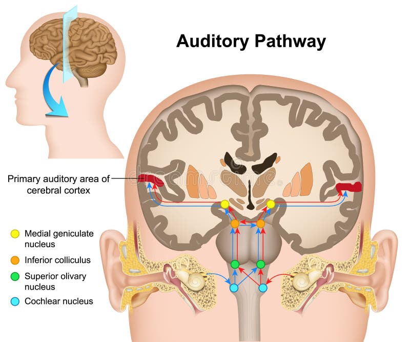 El ejemplo médico del camino auditivo en el fondo blanco