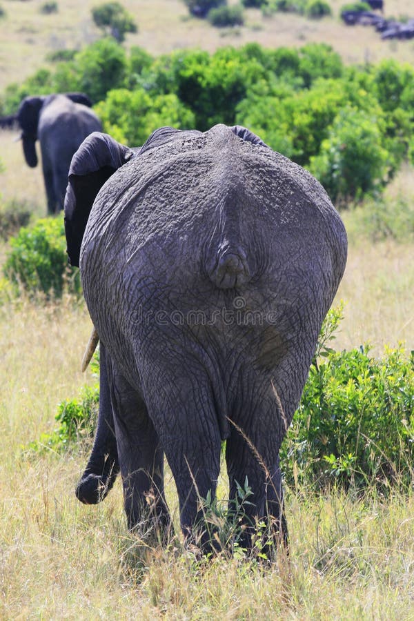 El elefante africano grande, africana del Loxodonta, pastando en sabana en dayand soleado sale Massai Mara Park, Kenia, África fotos de archivo libres de regalías El elefante africano grande, africana del Loxodonta, pastando en sabana en dayand soleado sale Massai Mara Park, Kenia, África fotos de archivo libres de regalías