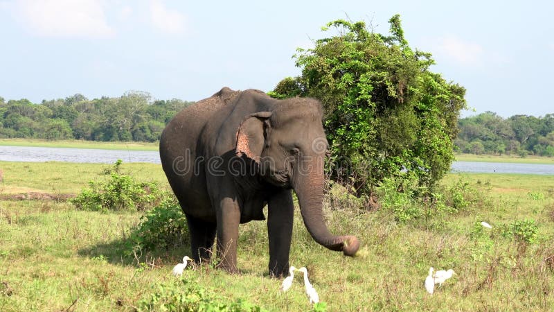 El elefante come la hierba con las garcetas alrededor para los insectos