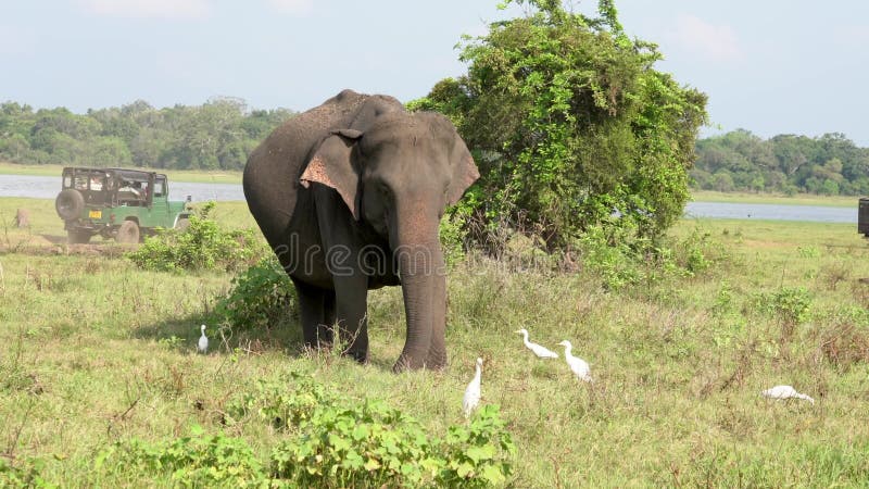 El elefante come la hierba con las garcetas alrededor para los insectos como pasos del jeep detr?s