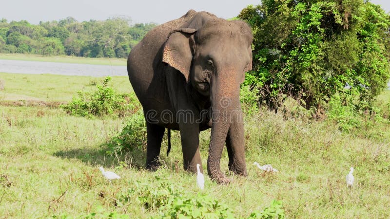 El elefante come la hierba con las garcetas alrededor para los insectos - frente