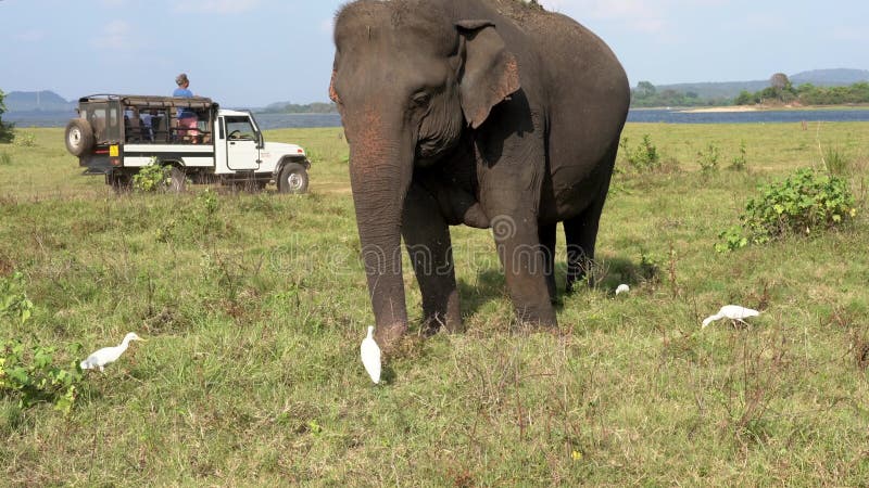 El elefante come la hierba con las garcetas como los jeeps pasan detr?s de - opini?n del tres cuartos