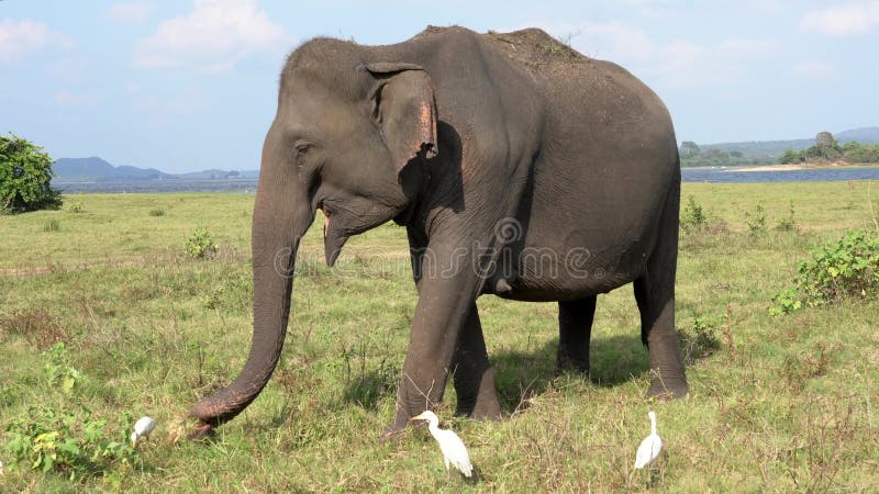El elefante come la hierba con las garcetas - vista lateral