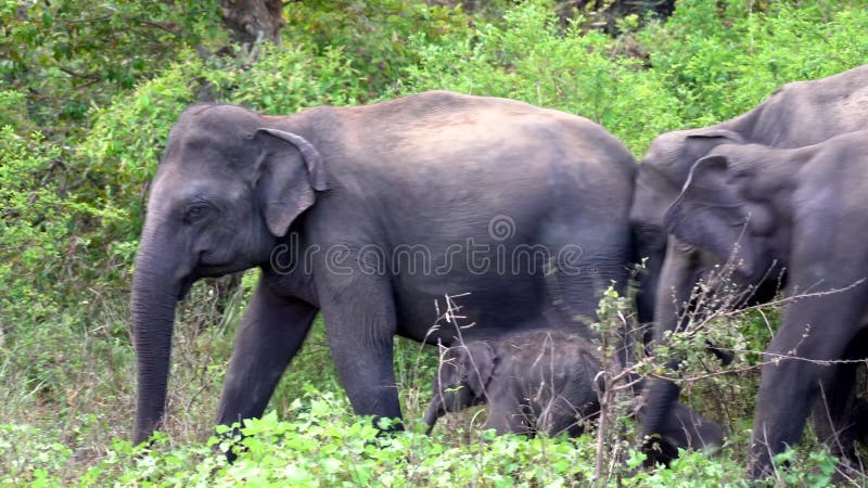 El elefante del bebé amamanta entonces paseos con la familia